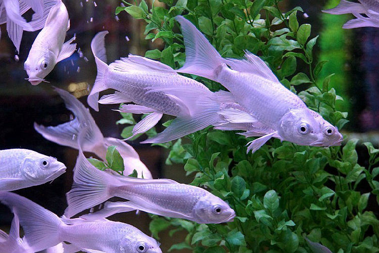 什么是水族箱的平衡状态