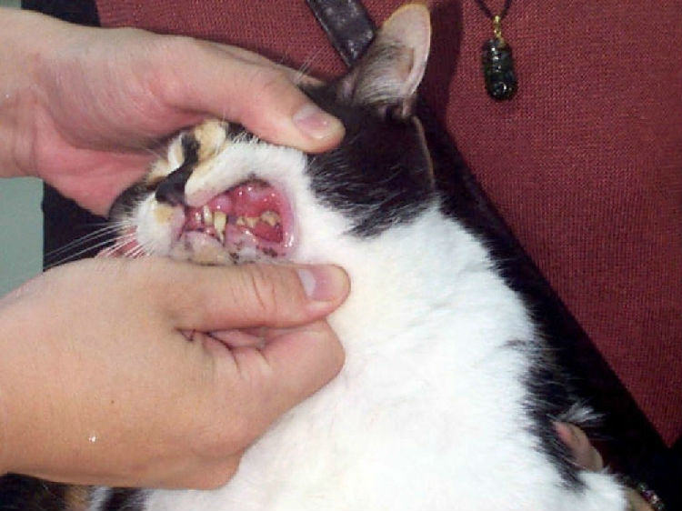 猫病毒性鼻气管炎的症状及防治措施