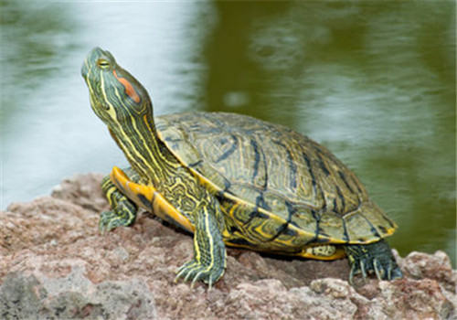 如何判断巴西龟的营养状况
