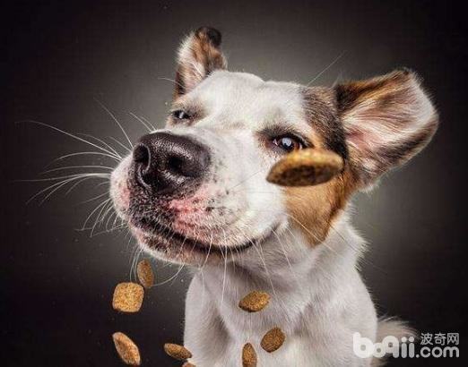 狗狗饮食搭配，狗狗饮食搭配的误区有哪些？