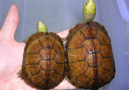 石金钱龟的饲养注意事项