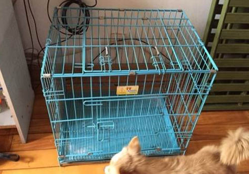 哪些因素会导致狗狗内外八