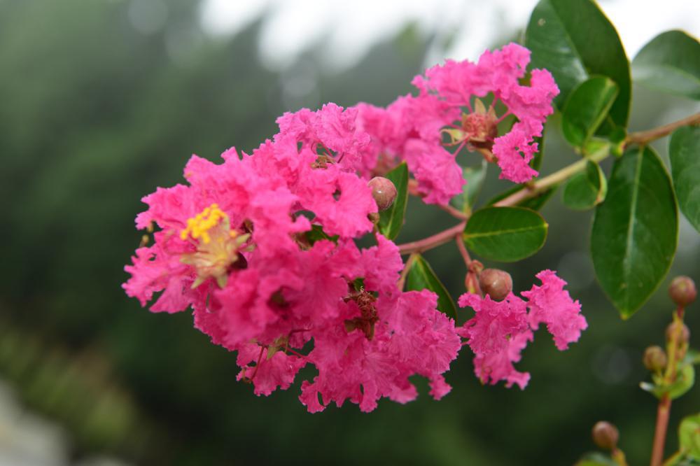 紫薇花怎么施肥