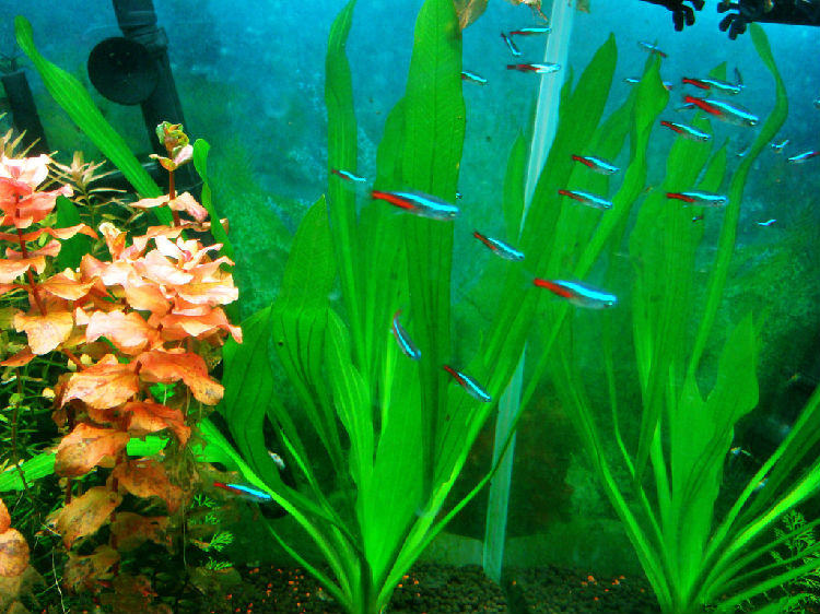 气泵噪音原理及降噪措施 气泵噪音原理及降噪措施