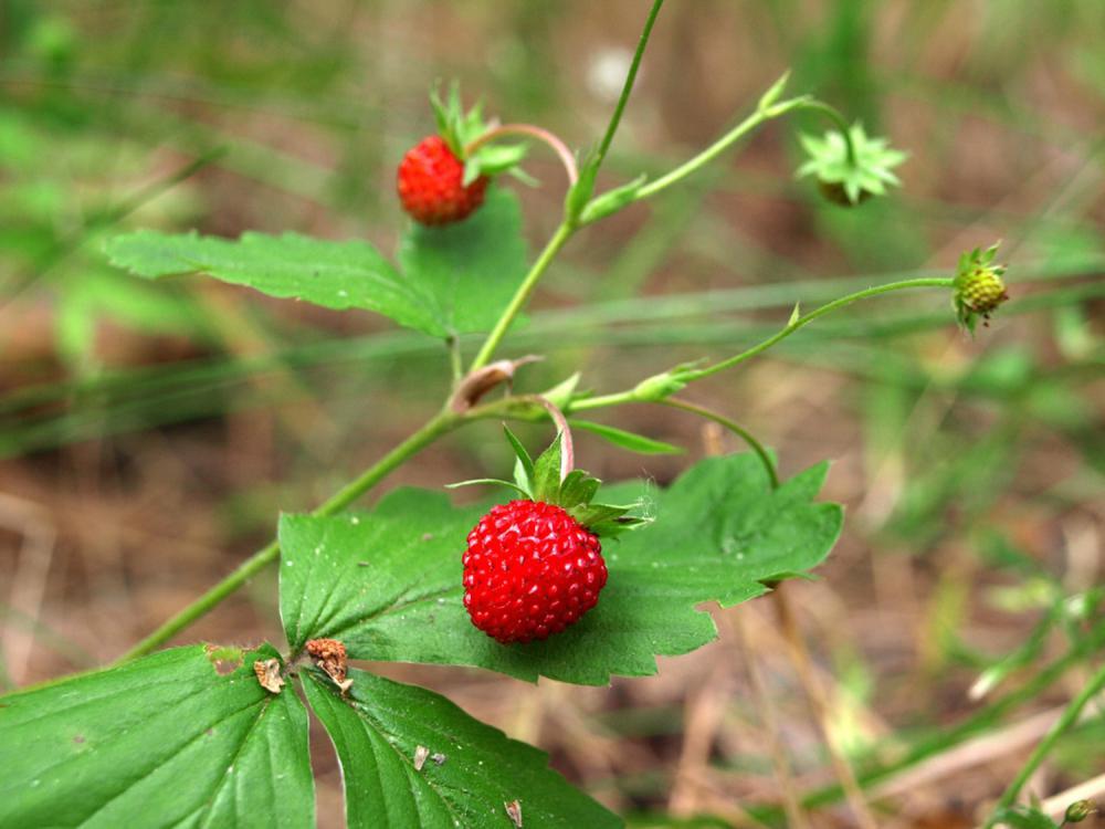 蛇莓能吃吗，有什么功效与作用