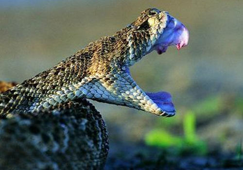 给病蛇打针要注意哪些问题