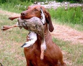威斯拉犬多少钱？威斯拉犬介绍