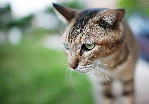 猫咪拉稀可能是吃生鱼导致