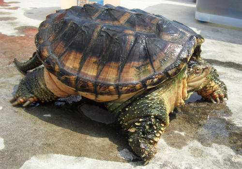 观赏龟养护之蛇鳄龟