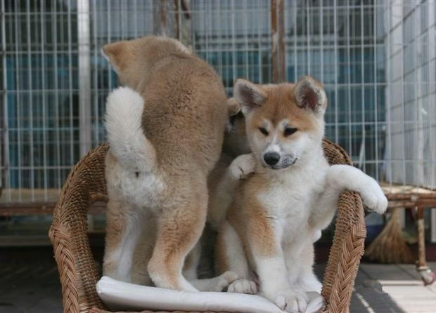 给秋田犬吃内脏的坏处 给秋田犬吃内脏的坏处