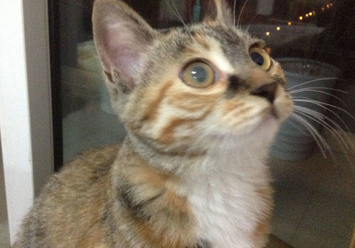 猫咪眼睛浑浊是什么原因？该怎么办？