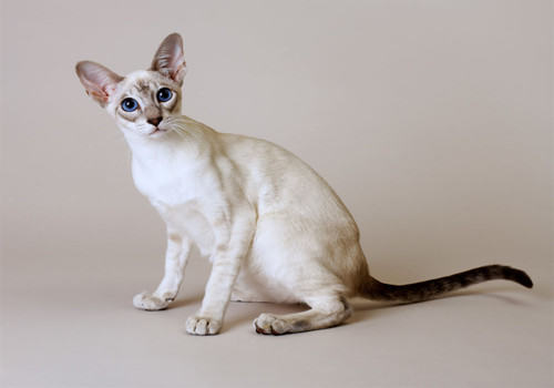 如何预防猫咪下泌尿结石