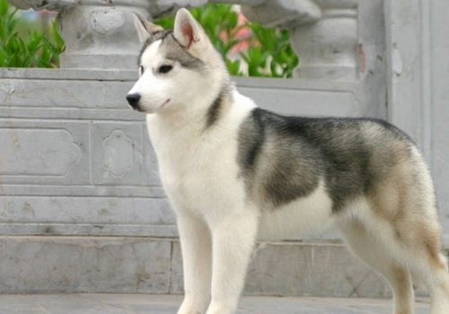 【美容攻略】哈士奇的美容处理