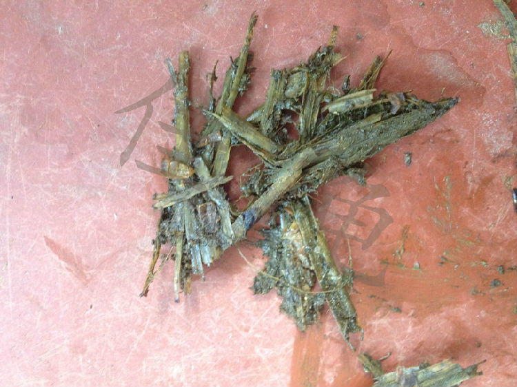 一例四眼斑龟的调理开食案例 一例四眼斑龟的调理开食案例