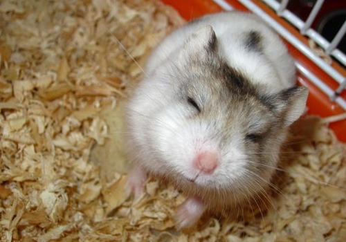 什么是仓鼠的尿钙