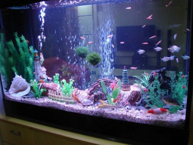 水族箱中的光合细菌简介