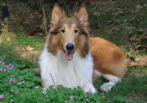 苏格兰牧羊犬皮肤过敏怎么办？