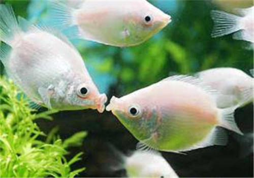 新手如何维持水族箱生态平衡