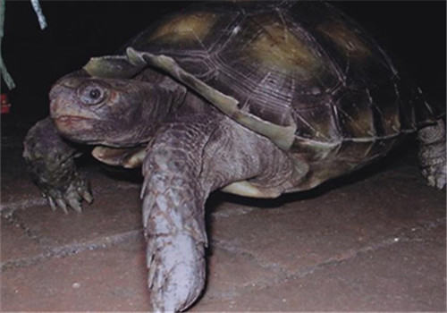 给陆龟吃兔粮真的好吗? 给陆龟吃兔粮真的好吗?