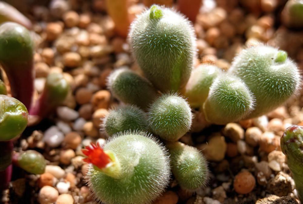 毛肉锥Conophytum stephanii，毛毛长在石头上。