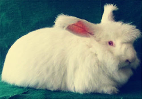 可不可以带安哥拉兔到草地上玩