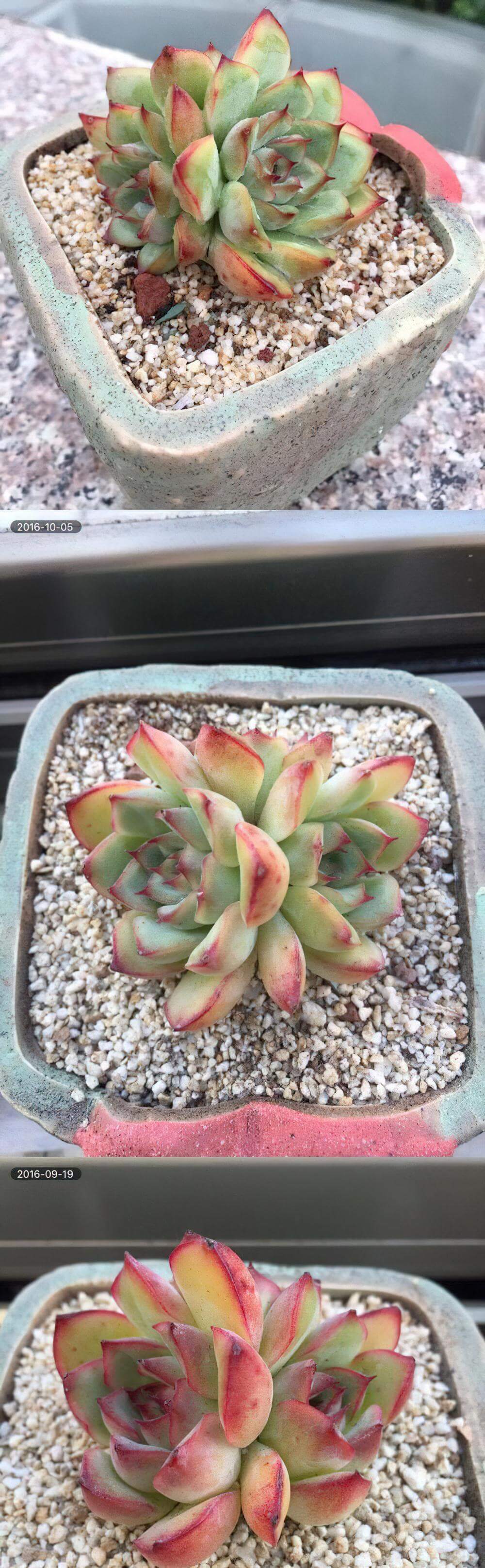 这就是差别！从开挂区到包邮区一个月以后的肉肉……