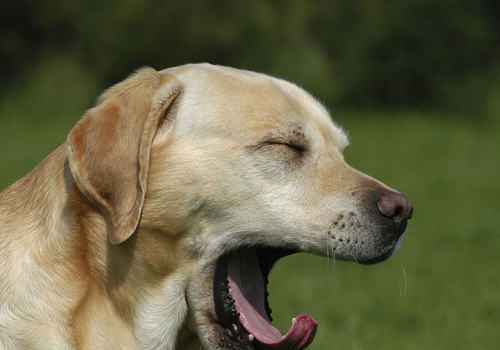 狗狗打哈欠的原因