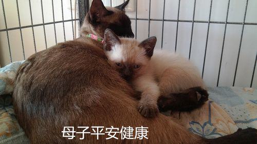 猫瘟热的诊断与防治 猫瘟热的诊断与防治