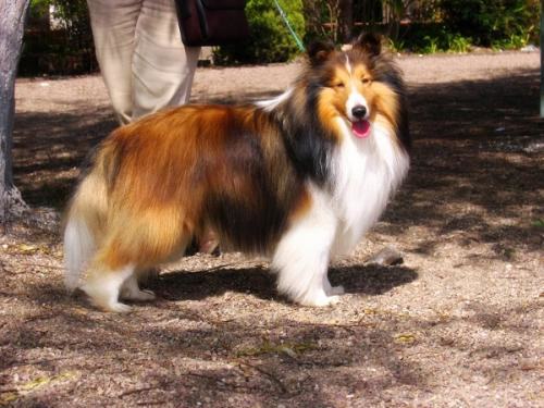 柯利牧羊犬的特征介绍 柯利牧羊犬的特征介绍