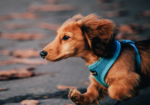 给狗狗吃剩饭菜有什么影响