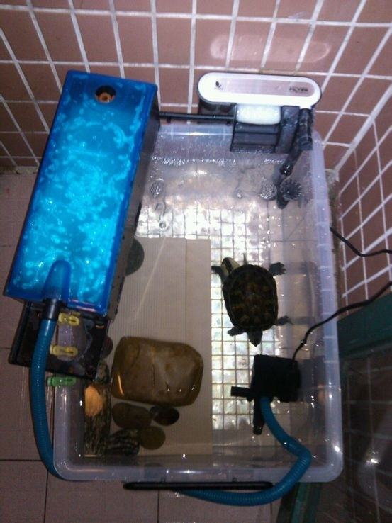 宿舍宠物水龟饲养指南之第一部分