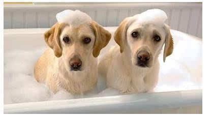 狗狗害怕洗澡怎么办？怎么让狗狗习惯洗澡