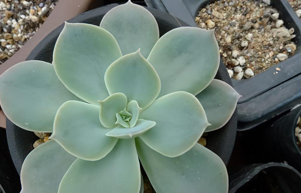 景天科多明戈(Echeveria domingo)的养护经验(图)