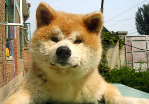 秋田犬不仅仅是网红，还是一只能看家的网红哦！