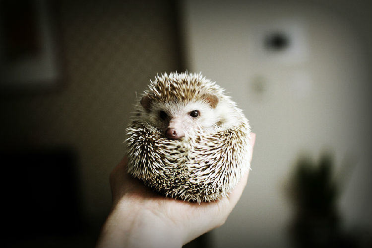 刺猬长期吃虫可导致缺钙