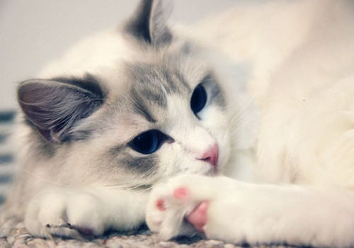 猫咪的家庭训练不可忽视