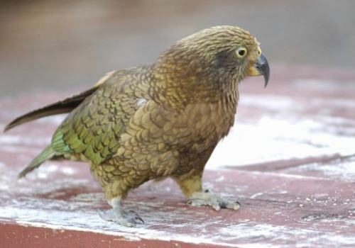 新西兰啄羊鹦鹉怎么养？啄羊鹦鹉介绍