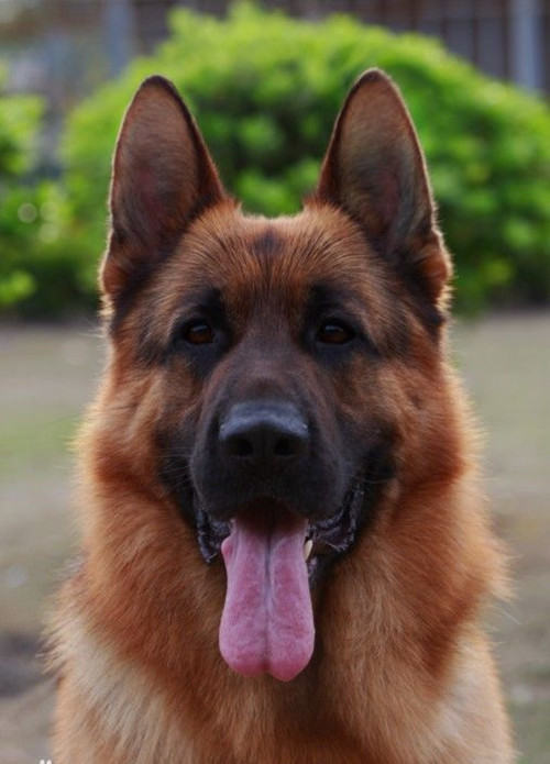 德国牧羊犬的训练时间及训练方法