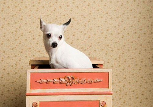 狗狗恐高未必是坏事