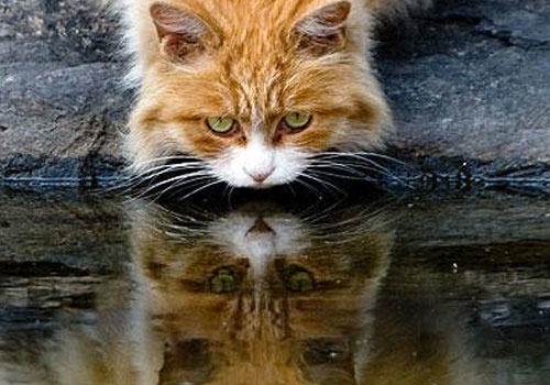 猫咪的怪癖：喝脏水？