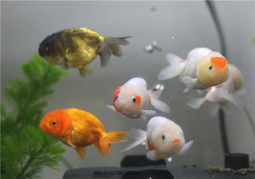 三种检测观赏鱼水质的方法 三种检测观赏鱼水质的方法