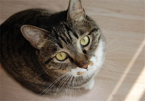 中国本土的猫咪品种有哪些？