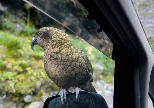 啄羊鹦鹉吃什么 啄羊鹦鹉吃什么