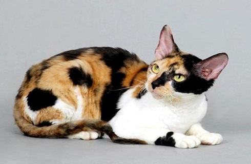 柯尼斯卷毛猫好养吗？饲养柯尼斯卷毛猫