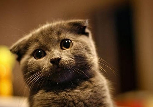 折耳猫很可爱，但也很痛苦