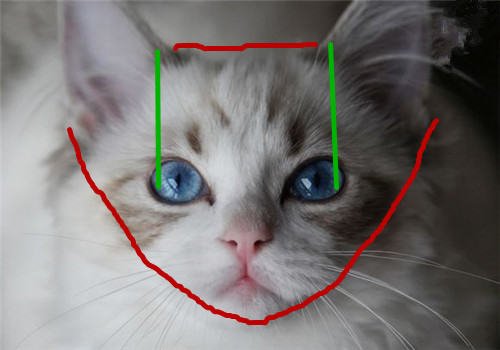 布偶猫品相问题：布偶猫为何这么贵？