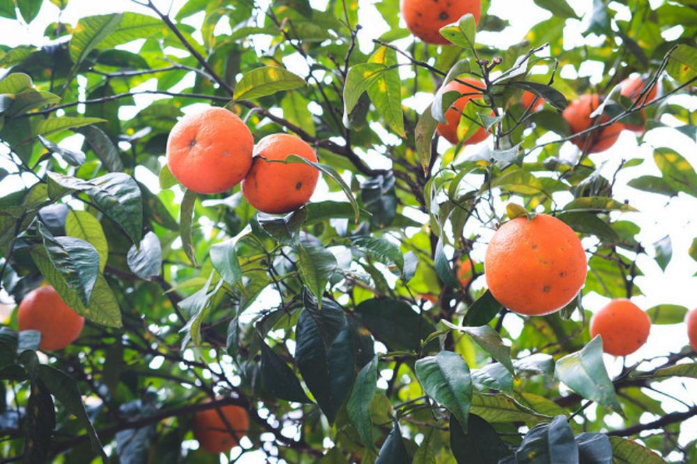 橘子种子怎么种，几年可结果