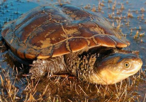 观赏龟养护之黑拟澳龟