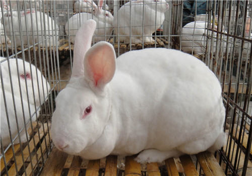 兔兔球虫病的症状详解
