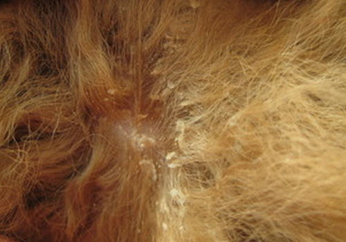 狗狗总是有皮屑怎么办